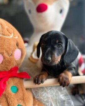 Jezevčík trpasličí