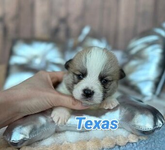 Welsh Corgi Pembroke