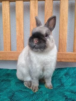 Zakrslý siamský žlutý sameček Medvídek