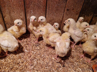 Brojlerová kuřata ROSS