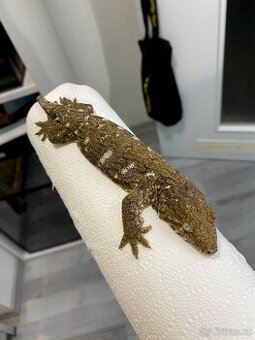 Samci R. Leachianus Mt. Koghis