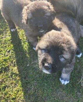 Kavkazský pastevecký pes štěňata