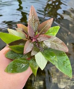 Hygrophila corymbosa - 1