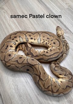 Krajta královská Python Regius