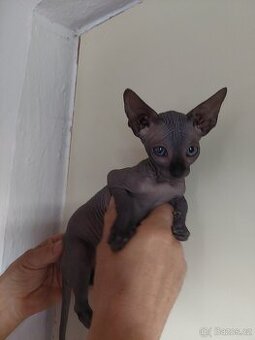 KANADSKÝ SPHYNX- kočička