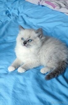 Ragdoll koťátka