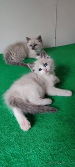 Ragdoll koťátka