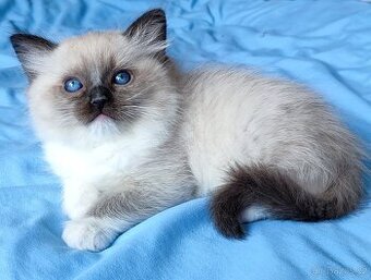 Ragdoll koťátka
