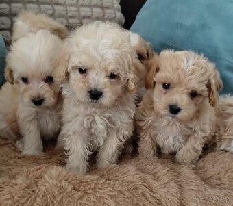 Maltipoo