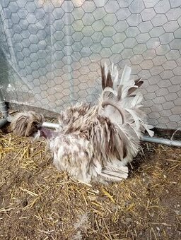 USA kohoutek hedvabnicky satin frizzle 06/24