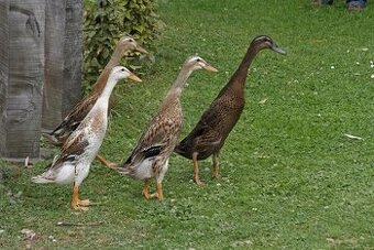 Indický běžec - výměna