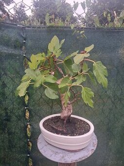 Bonsai,bonsaj Smokvoň, Fikovnik