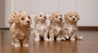 Maltipoo