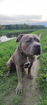 American bully 2 roky