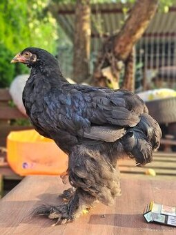 Brahmanka.. kohoutek
