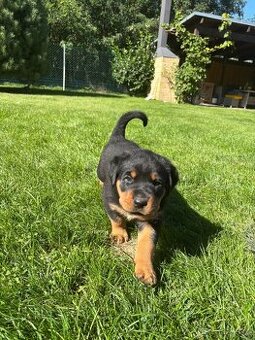 Rottweiler RTw