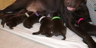 Labrador retriever s PP