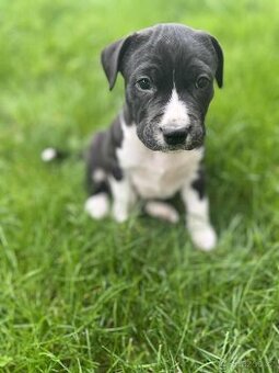 Stafordšírský bulteriér