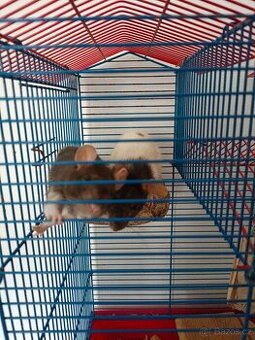 Prodám dva potkanky