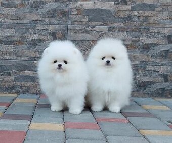 Pomeranian mini