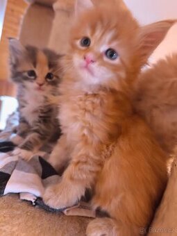 Mainská mývalí koťátka bez PP