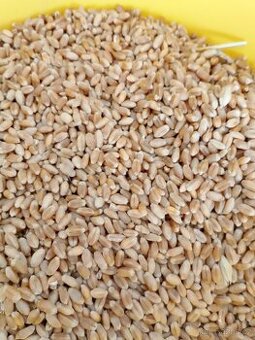 Pšenice, kukuřice, ječmen.