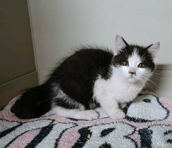 Kocourek Porthos hledá nový domov