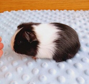 Morče - samička z reg. CHS