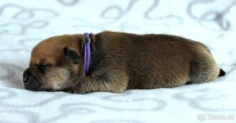 Stafordšírský bulteriér - pejsci s PP