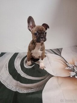 Francouzský buldoček