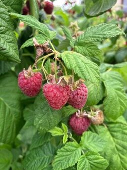 Velkoplodý maliník a ostružiník