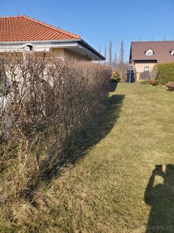 Živý plot za odvoz – 14 metrů (výška 160 cm) – ZDARMA
