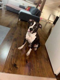 Hledám nový domov pro pejska (důvod: alergie)