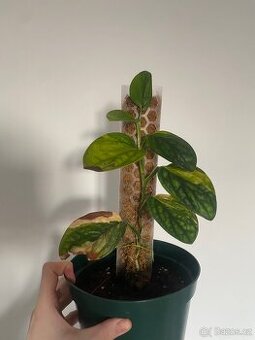 Monstera Karstenianum Peru Variegata