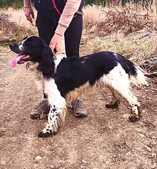 Nabízím psa ke krytí