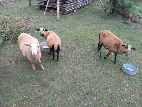 Kamerunské ovečky