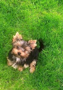 Jorkšírský terier, Jork, York, Yorkshire terrier