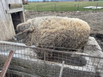 Mangalica -Mangalice