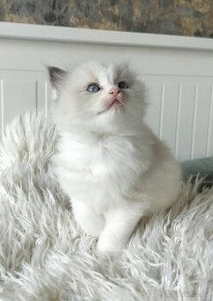 Ragdoll koťátka s PP