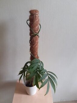 Monstera Subpinnata
