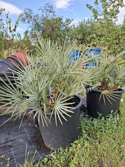 Palma chamaerops humilis cerifera
