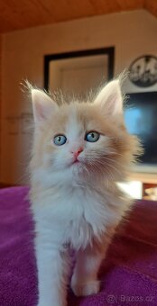 Rozkošná koťátka kříženci Mainské mývalí