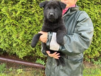 Nemecky ovcak stenata celocerna a vlkoseda