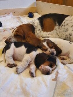 ŠTĚŇATA BASSET HOUND BEZ PP PO RODIČÍCH S PP