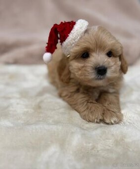 Maltipoo