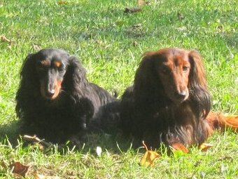 jezevčík dlouhosrstý trpasličí