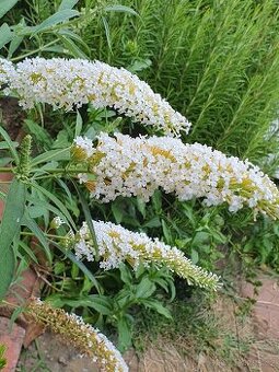 Motýlí keř bílý