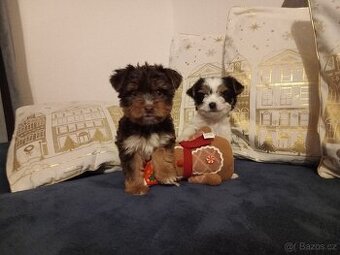 Jorkšír ,Jorkšírský teriér, Yorkšír