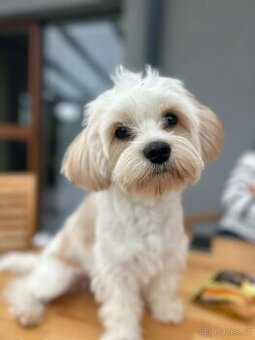 Hledám pejska ke krytí