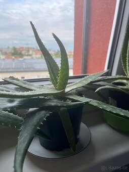 Aloe vera